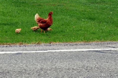 Descubre El Misterioso Juego De La Carretera De Pollo En España - overview